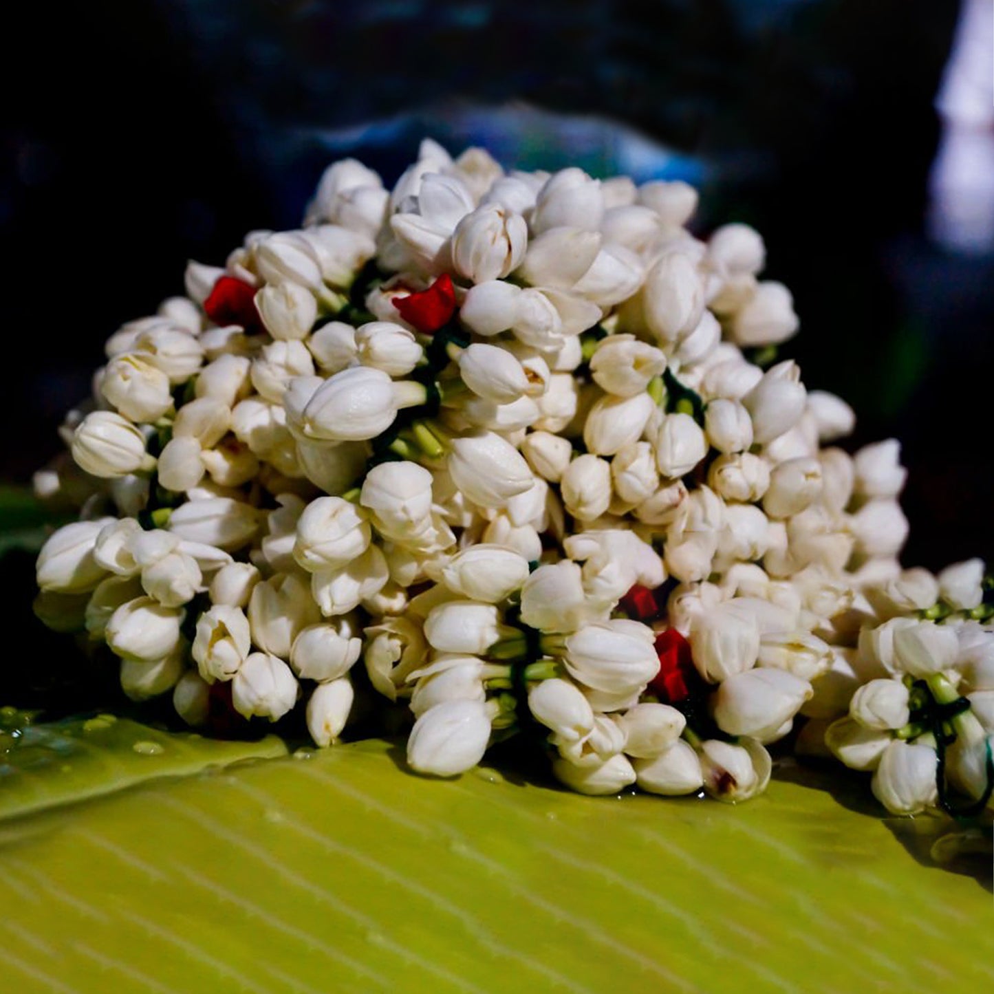Fresh Jasmine Flowers (Chameli) மதுரை மல்லிகை பூ