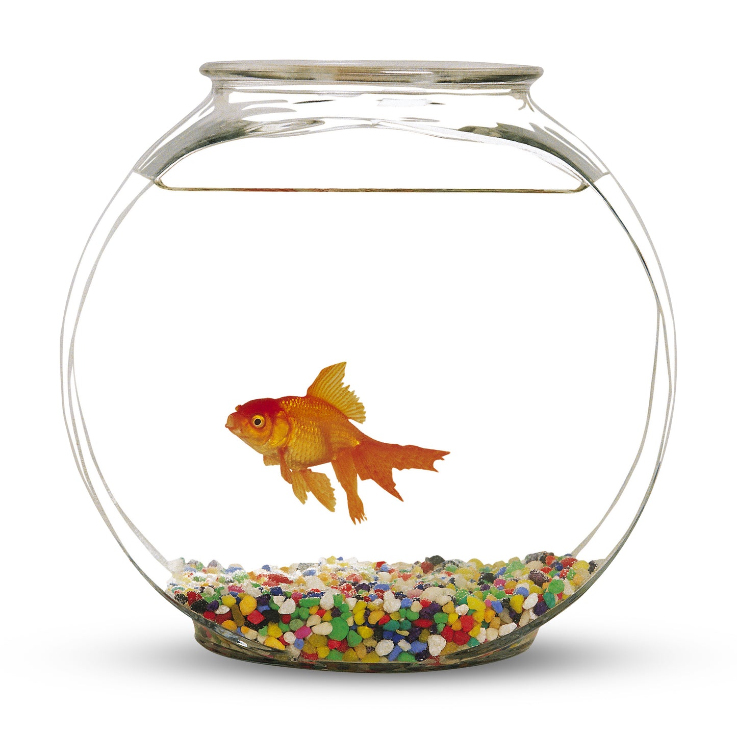 Fish Bowl with small stones - Fish Aquarium