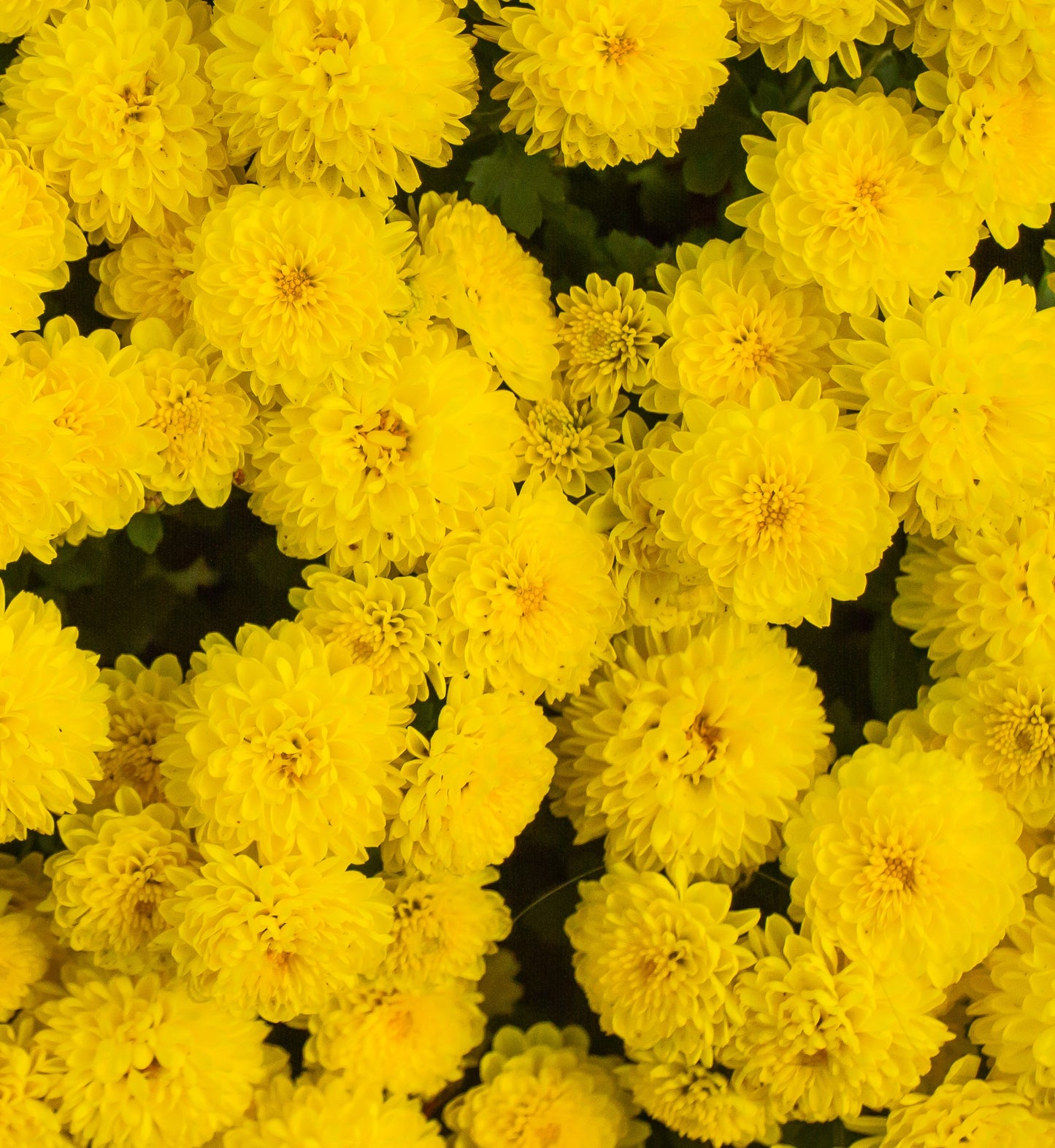 Fresh Marigold (Genda) Flowers பெரிய மஞ்சள் சாமந்தி
