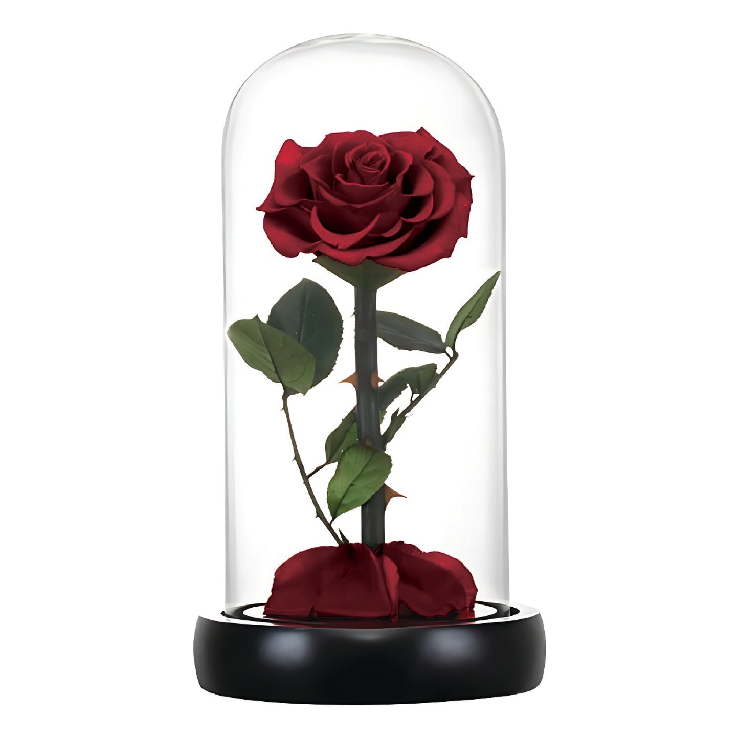 Wine Red Infinity Rose (Forever Rose)
