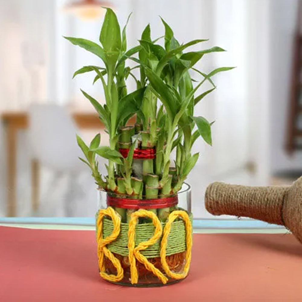 Brother's Day - Lucky Bamboo For Brother