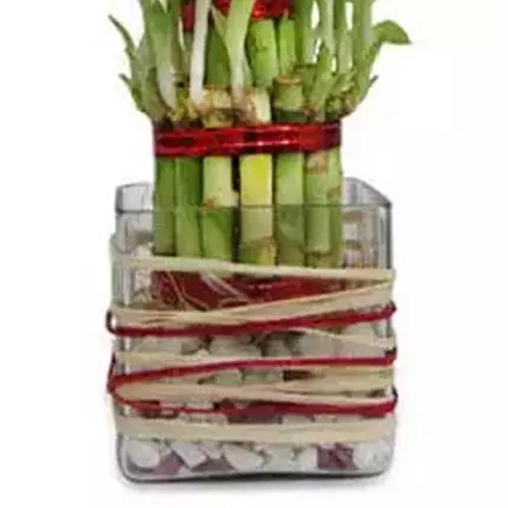 Onam - Good Luck Bamboo in Vase