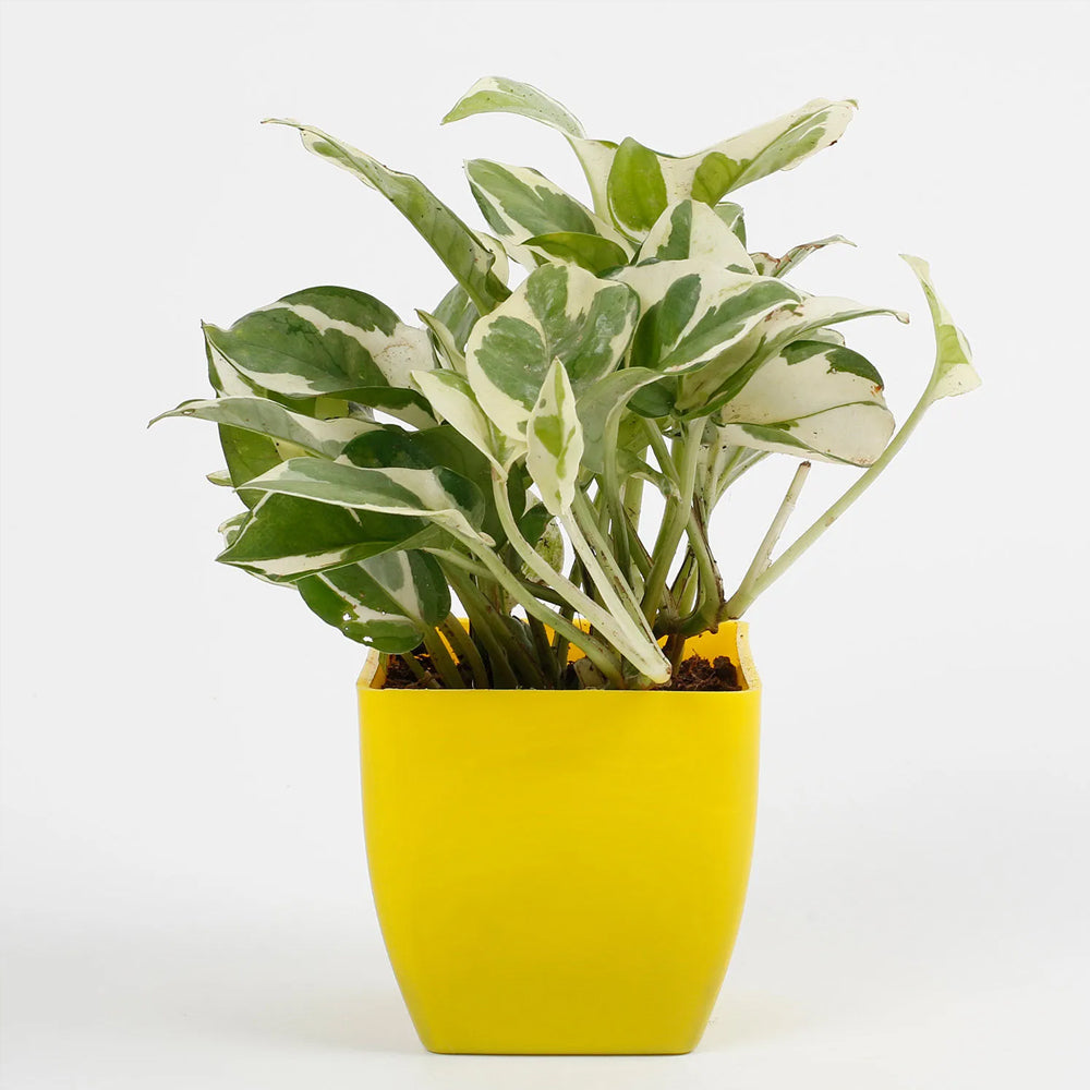 Mother's Day - White Pothos Plant & Dairy Milk Silk Combo