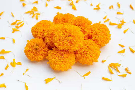 Fresh Orange Marigold (Genda) Flowers    பெரிய ஆரஞ்சு சாமந்தி