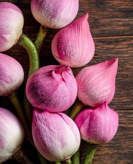 Fresh lotus flowers தாமரை பூ