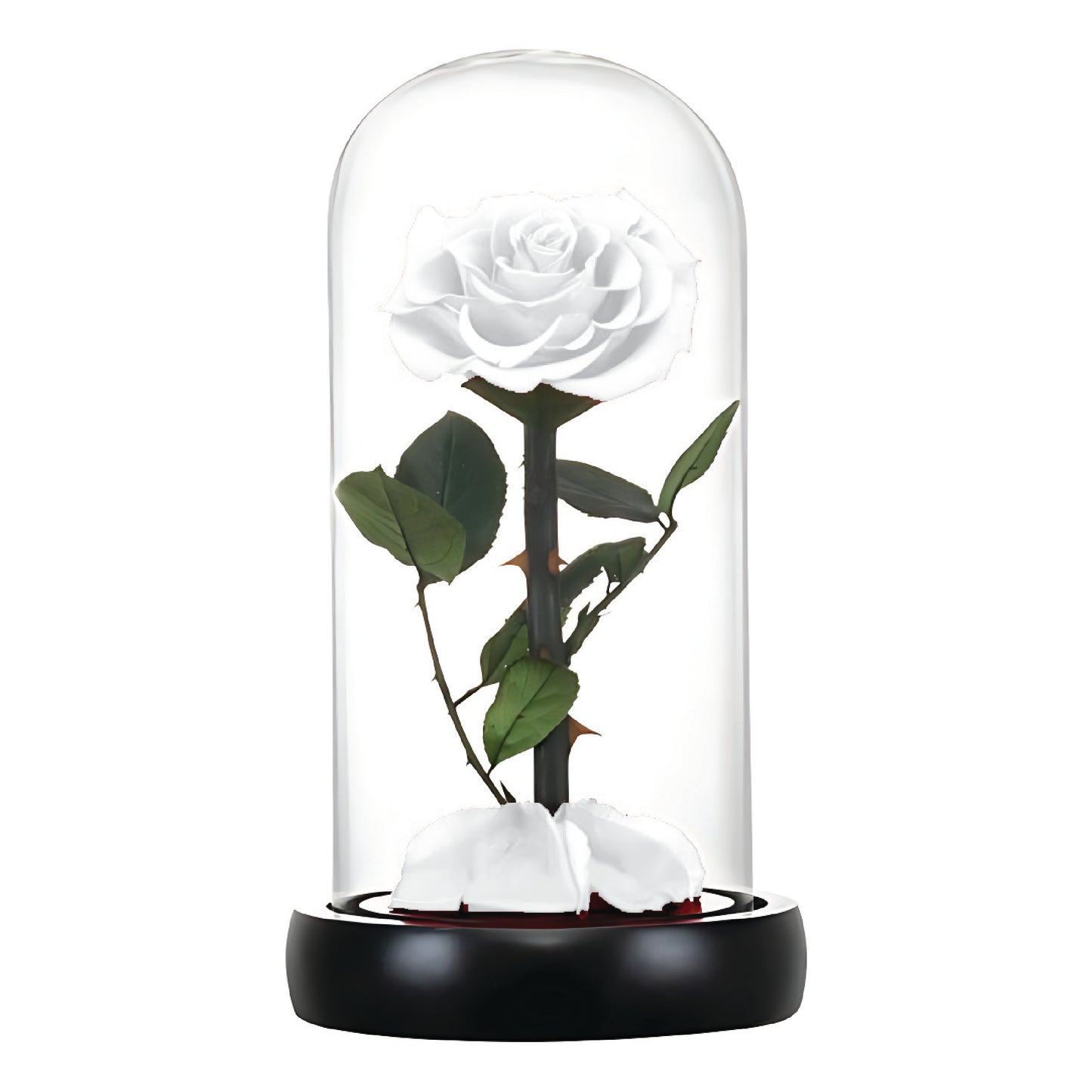 White Infinity Rose (Forever Rose)