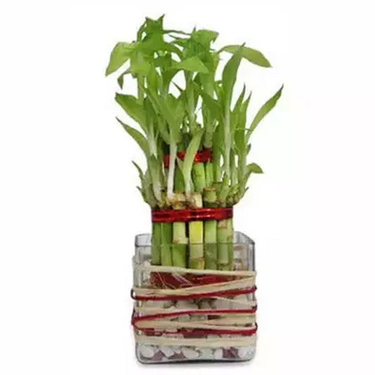 Onam - Good Luck Bamboo in Vase