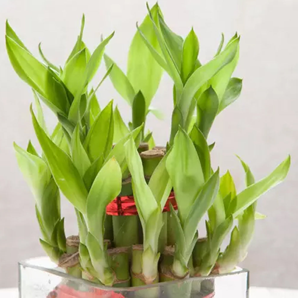 Onam - Good Luck Bamboo in Vase