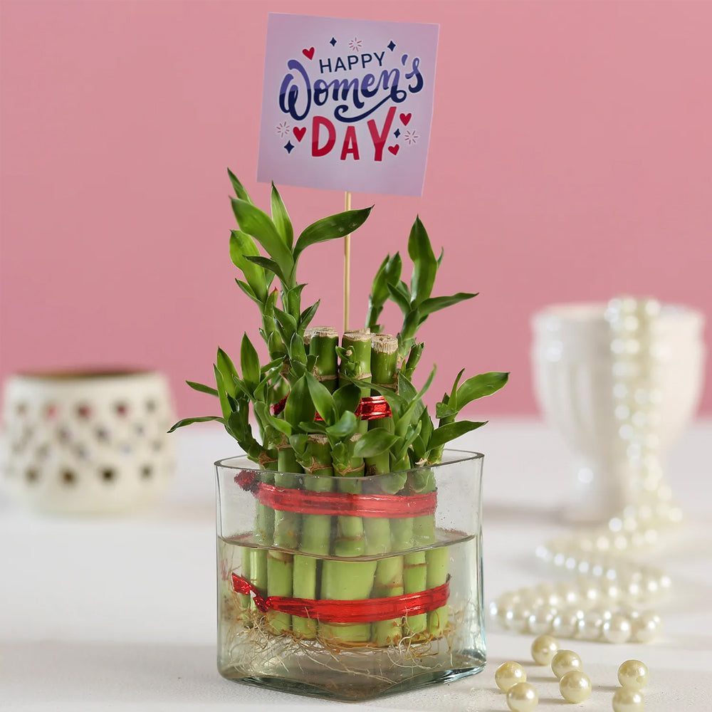 Womens Day Special - 2 Layer Bamboo Plant For Women's Day