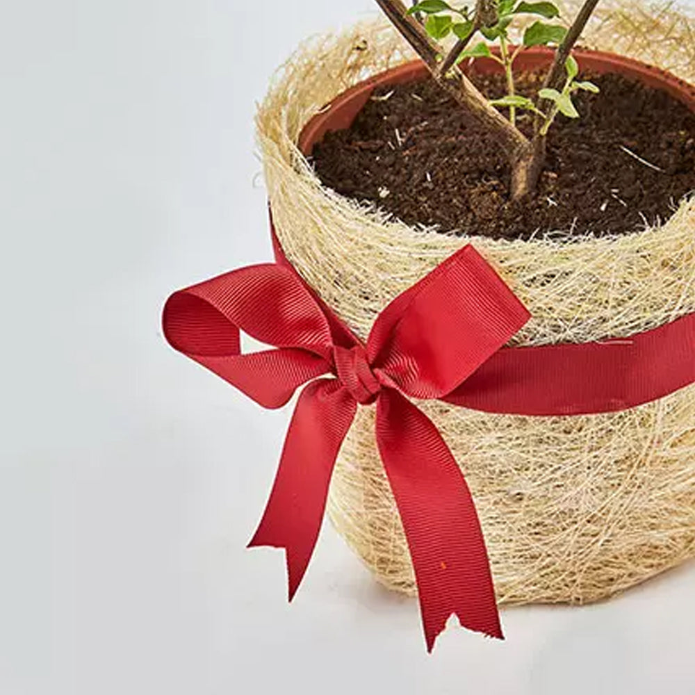 Holi - Jute Wrapped Tulsi Plant