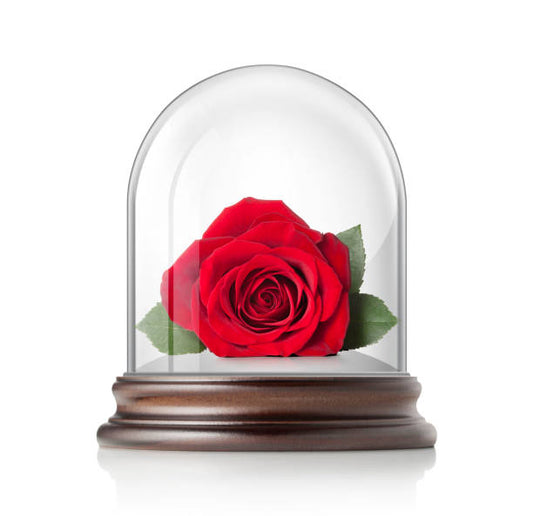 Red Forever Rose